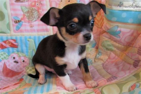 Litter of 3. . Chihuahua puppies for sale near missouri